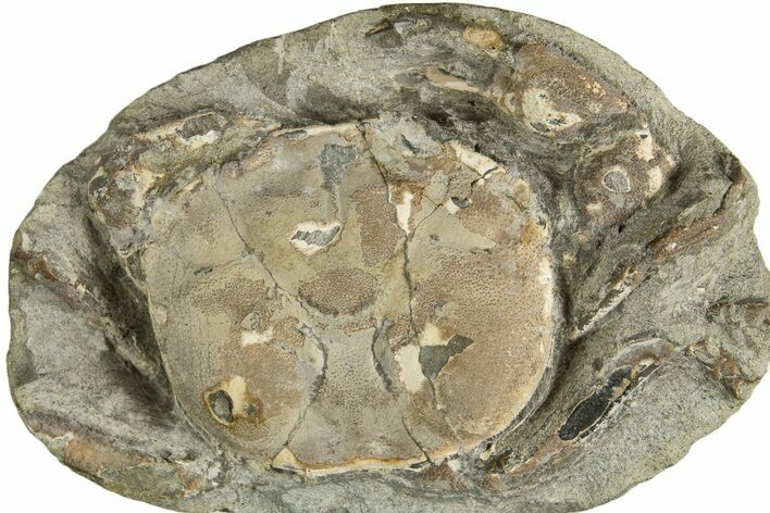 Oligocene Fossil Crab (Branchioplax) - Washington State #338066